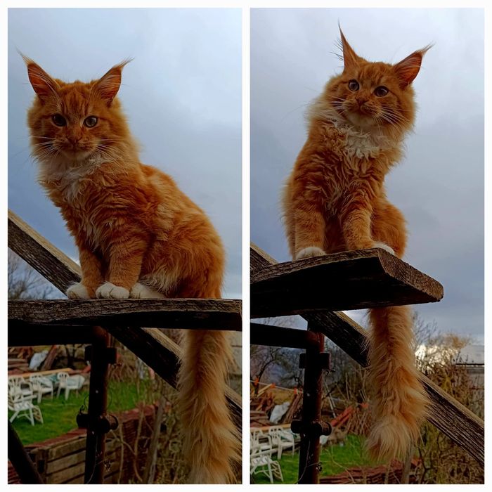 Pisicute își caută stăpân