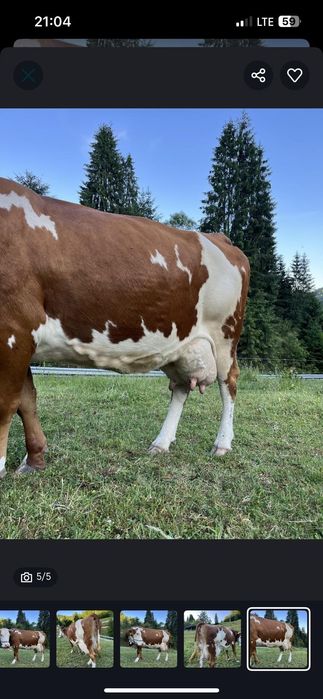 Vacă de vânzare bălțată