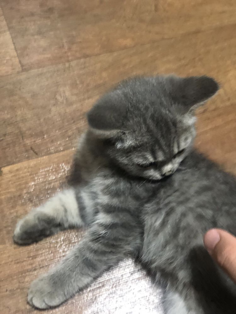 Eliza laqabli qiz bola mushuk