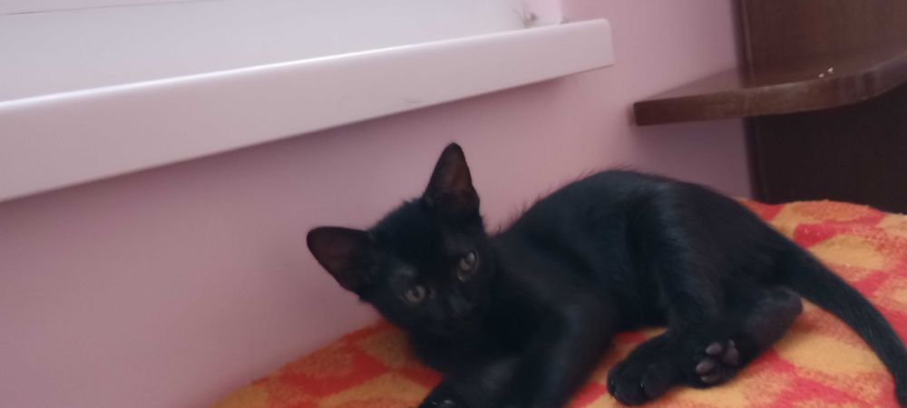 Котенца на два месеца търсят дом