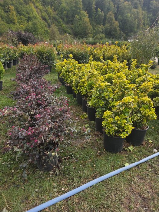 Vand plante ornamentale