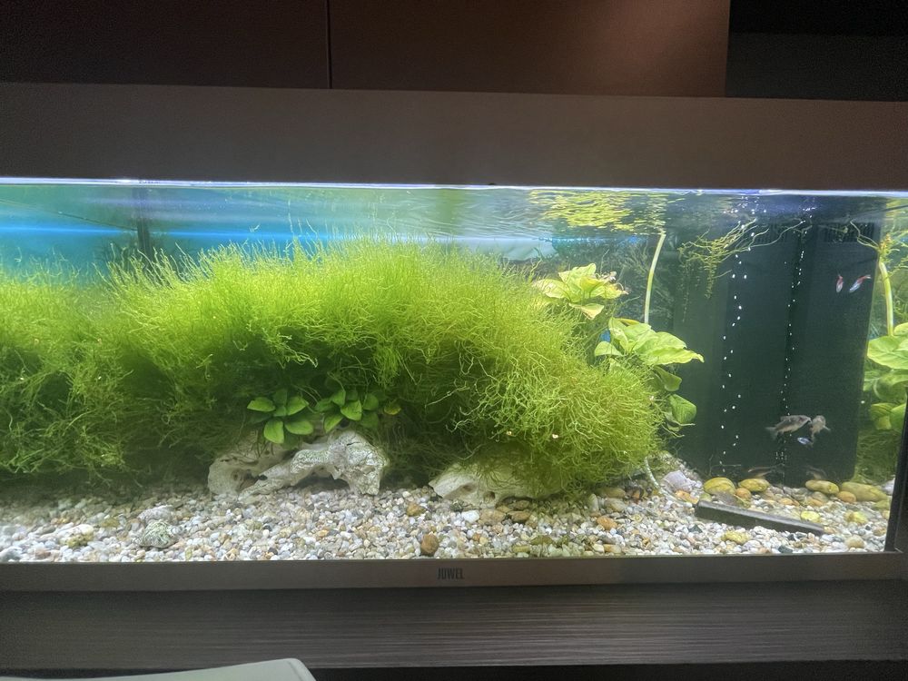 Acvariu si plante naturale