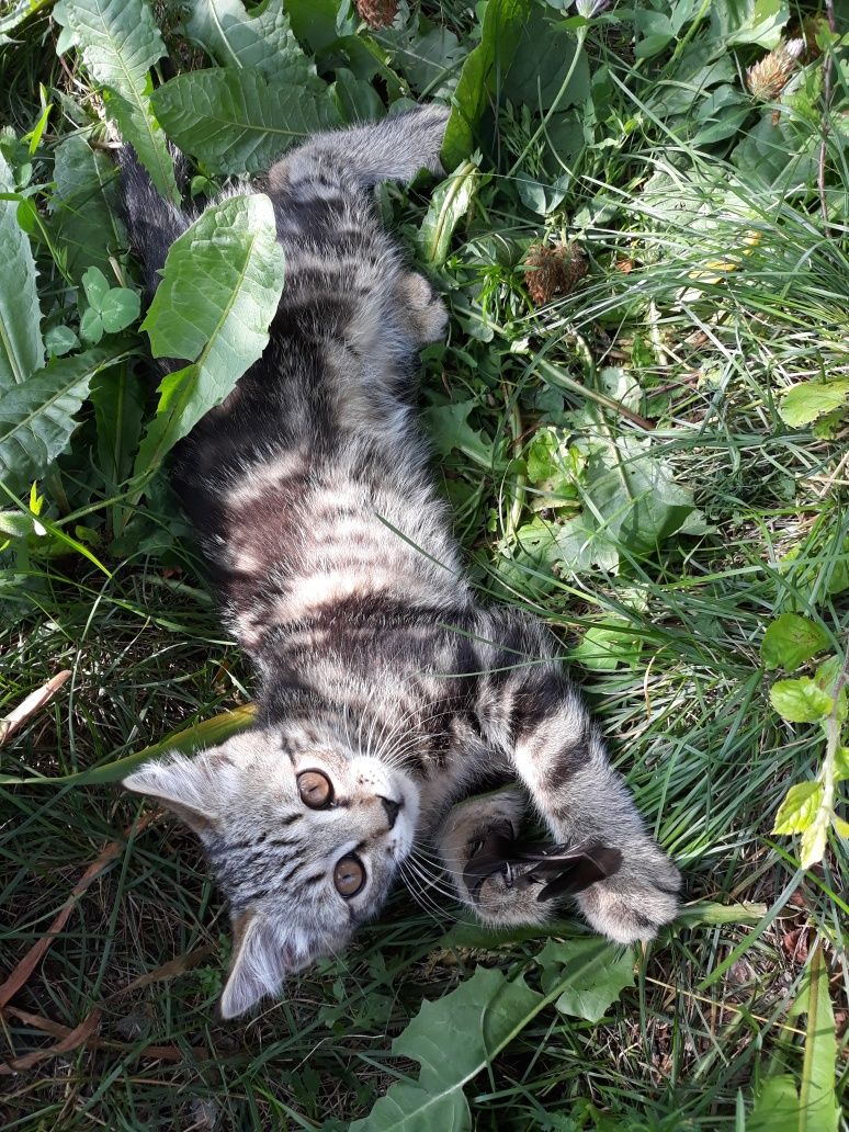 Отдам в частный дом доброму хозяину
