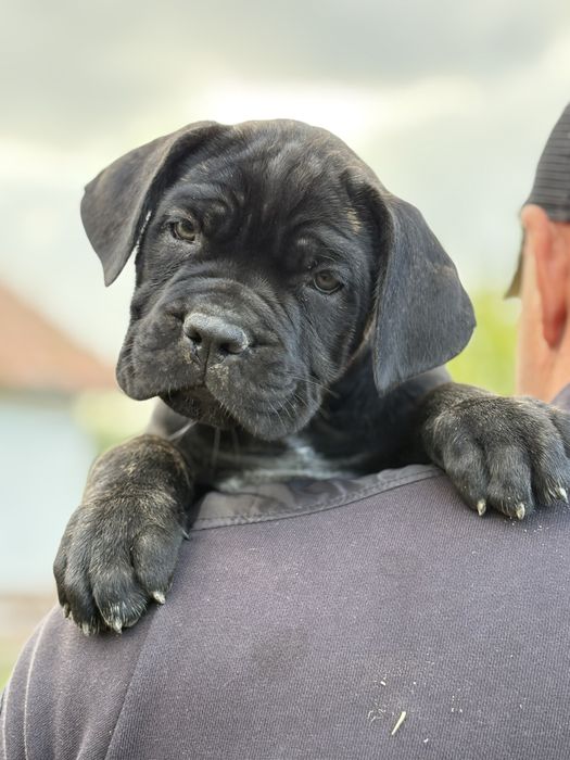 Pui de rasa-linii campioni:BRUNO x GRETA Red Dogs Champions