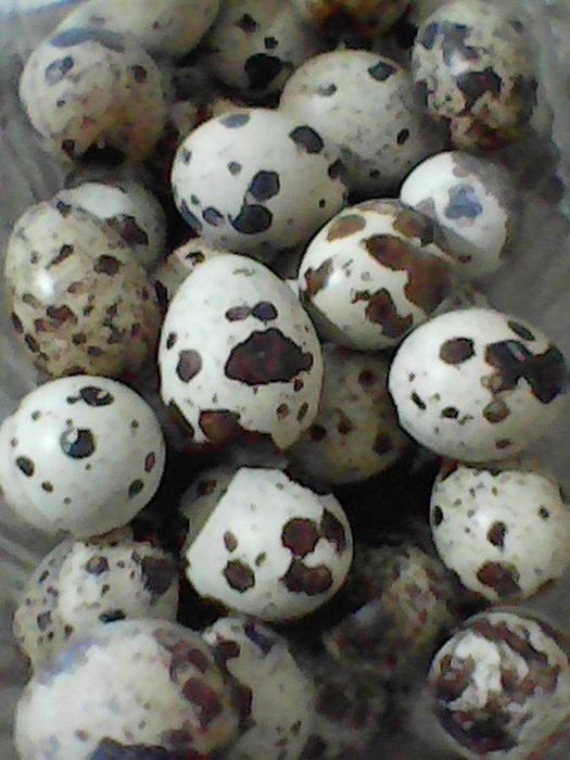 Яйца от пъдпъдъци