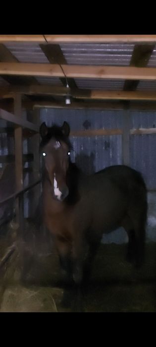 Продам Кунан Жырный