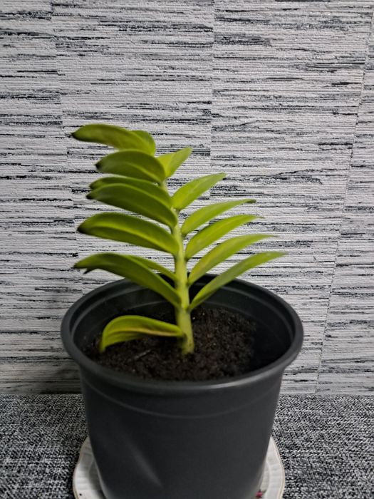 Комнатные цветы (драцена, замиокулькас), есть торг