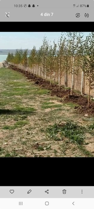 Vând plante ornamentale