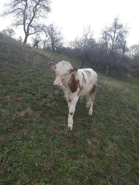 Vând vițel pentru tăiere