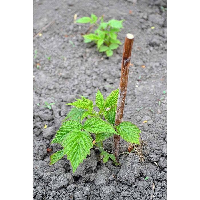 Vand butasi zmeura remontanta