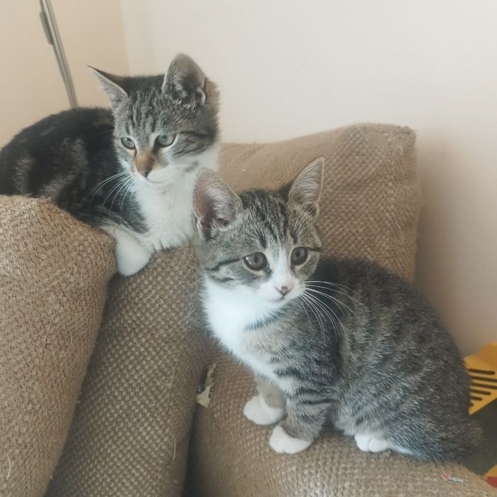 подаряват се котенца