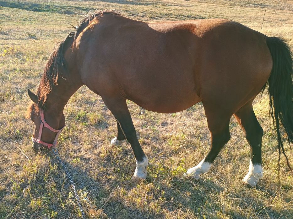 Vând cal cuminte de 7 ani nu bate nu musca