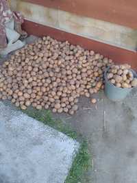 Продам картошка семенная