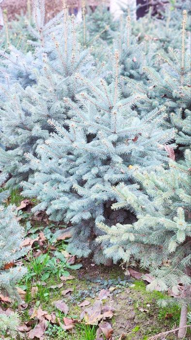 Элегантная голубая ель идеал для сада! Chiroyli kok goluboy archa el