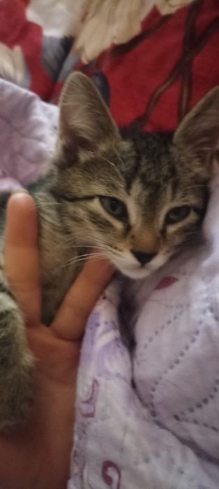 Отдаю даром. Мальчик. 2месяца. Сам кушает