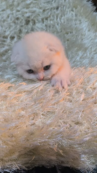 Животные кошки и