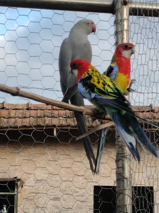 Fazani ,păuni , turturele ,papagali și rațe