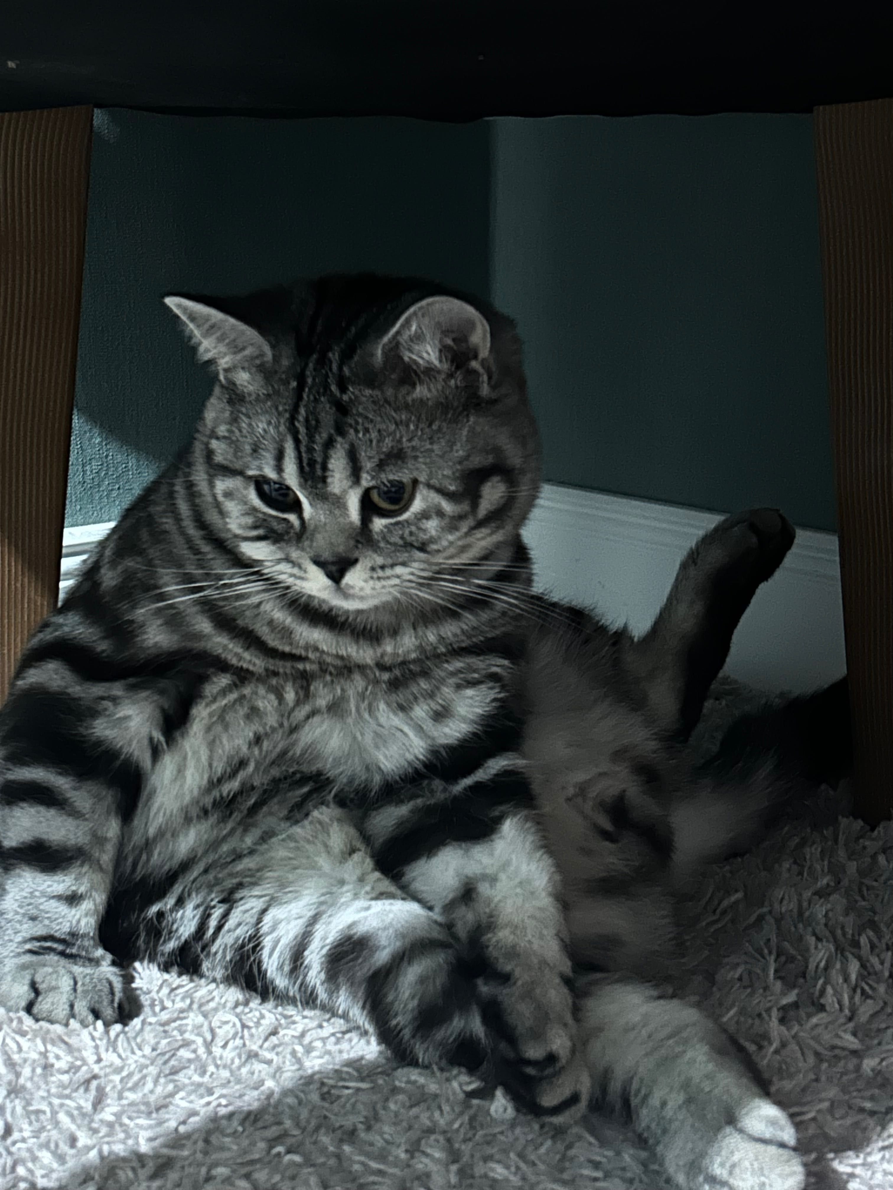Вязка кота (Scottish cat)