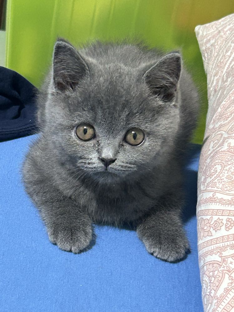 Vand pisica fetita british shorthair