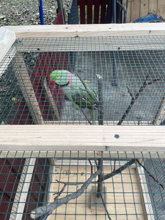 Vand colivie si papagal marele alexander