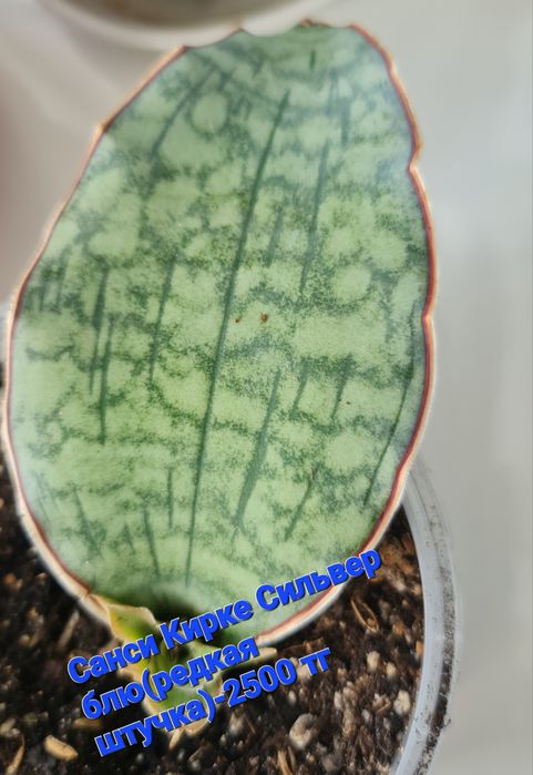 Продам излишки или обменяю на Ваши растюшки.