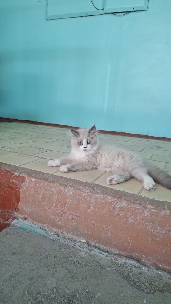 Продаётся котенок