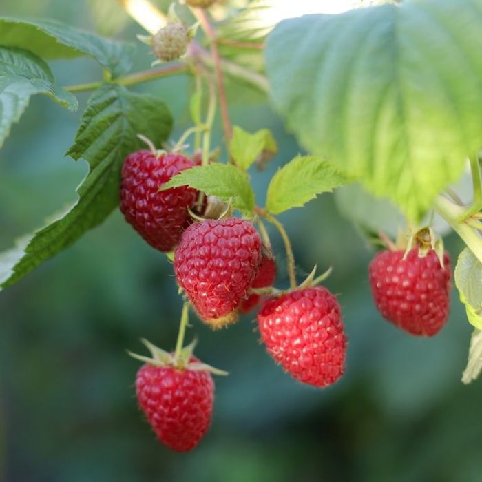 Drajonul zmeură soiul delniwa soi remotant