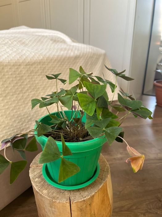 Цветы комнатные в горшках