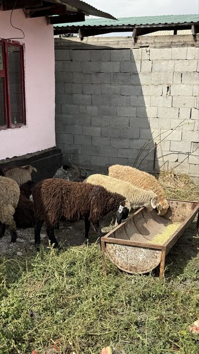 Продам баран молодняк