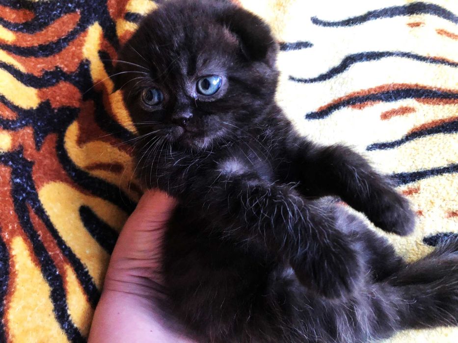 Pisicuță adorabilă Scottish Fold, deține acte Pedigree