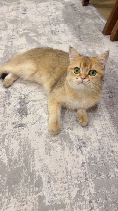 Zolotaya shinshilla ny 11