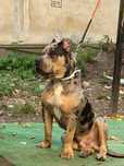 American Bully Merle Blue Mascul 9 luni