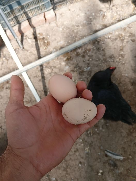 Пресни домашни яйца