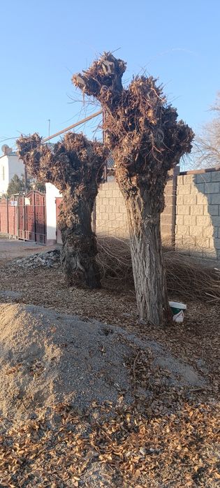 Екі түп тал- Тегін  Два деревца-Бесплатно