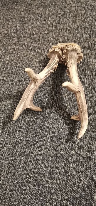 Trofeu coarne caprior