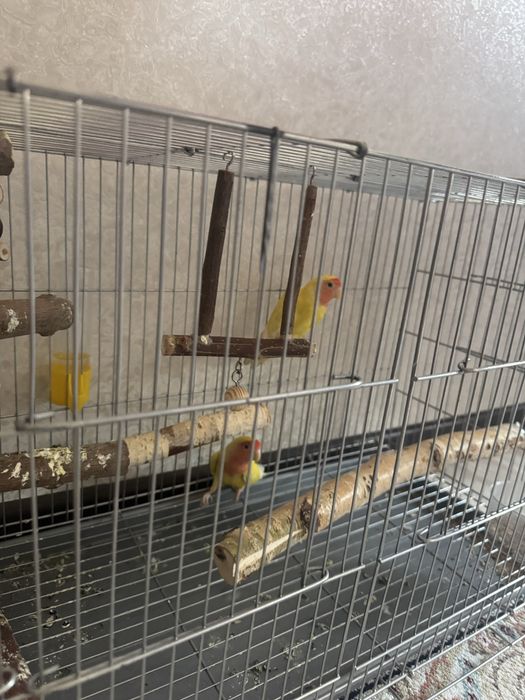 Попугаи с коеткой