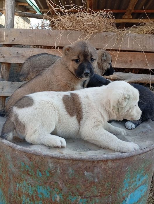 Alabay gidiklar Sotiladi