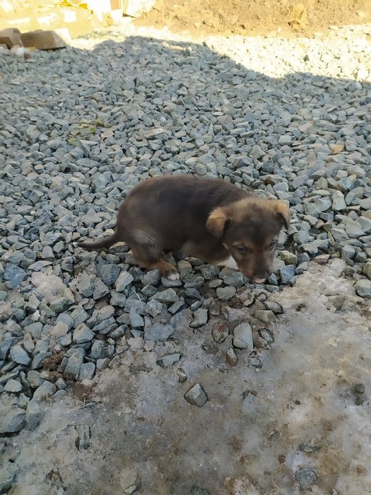 Отдам щенка девочку.