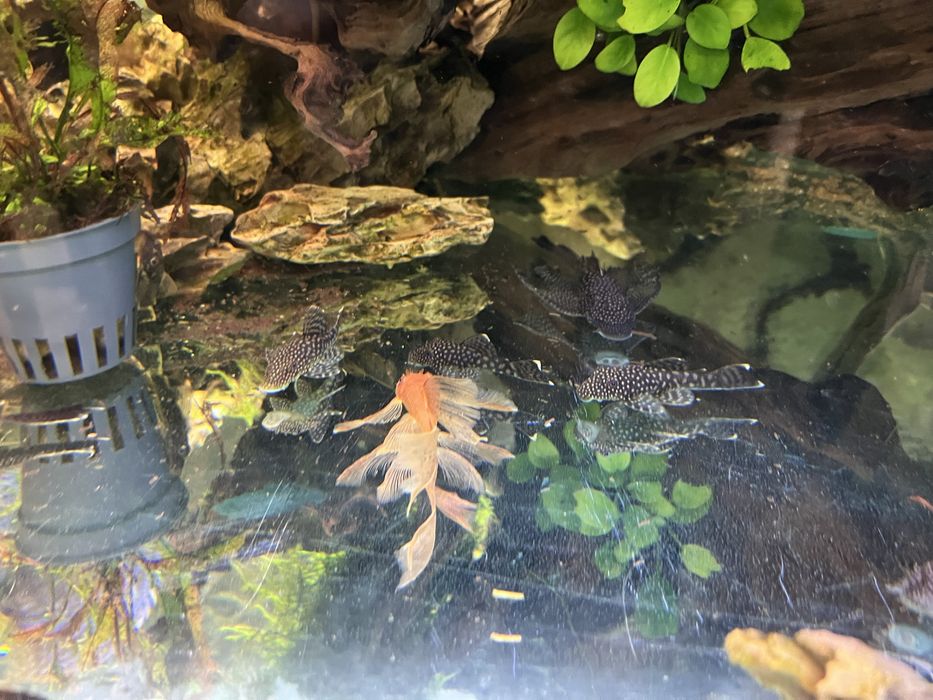 Аквариум 420 литра с метална стойка