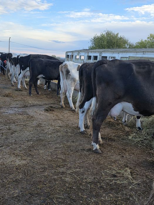 Vaci si vitele cu vitei