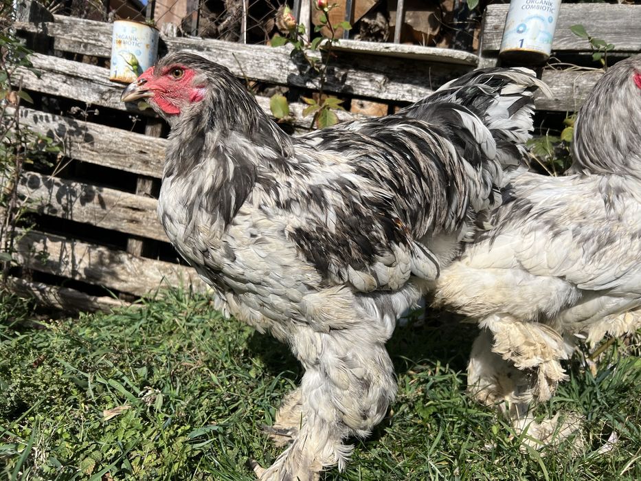 Продавам петли порода Брама – кукувича и сплаш