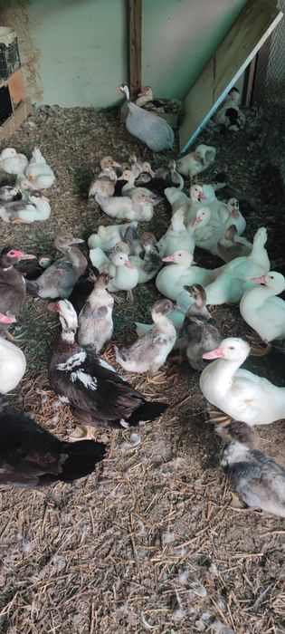 Rate și boboci de vânzare .
