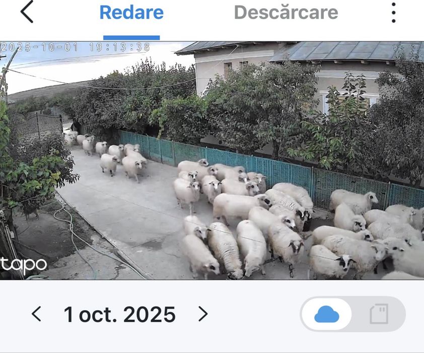 Oi de vanzare rasa turcane in Scornicesti str. Bircii