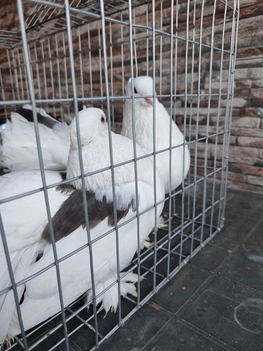 Porumbei voltati indieni