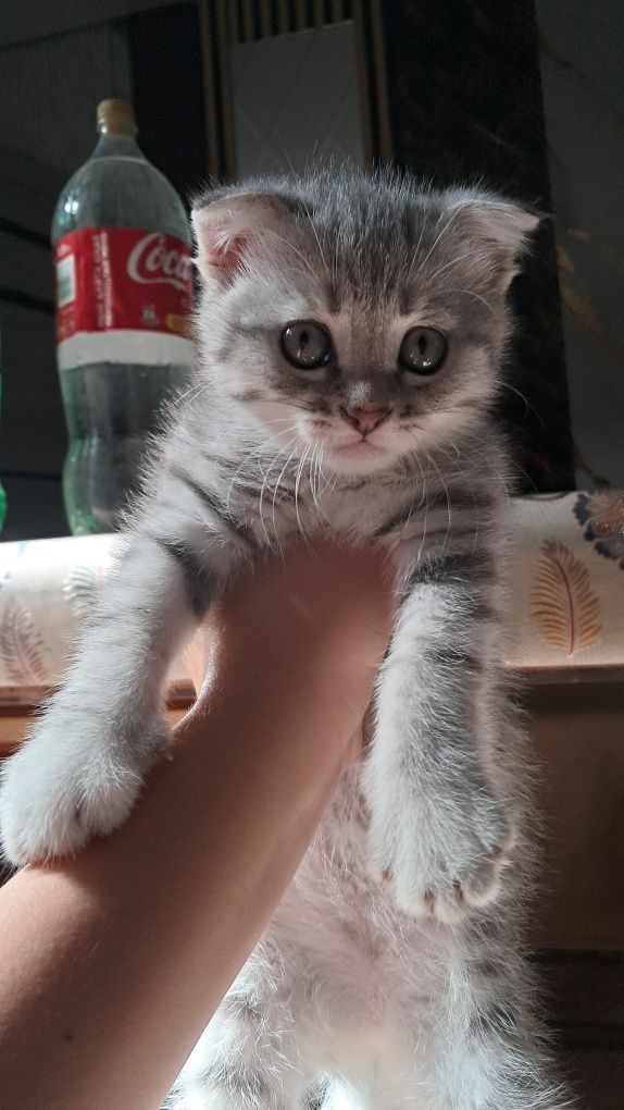 продам милого котенка