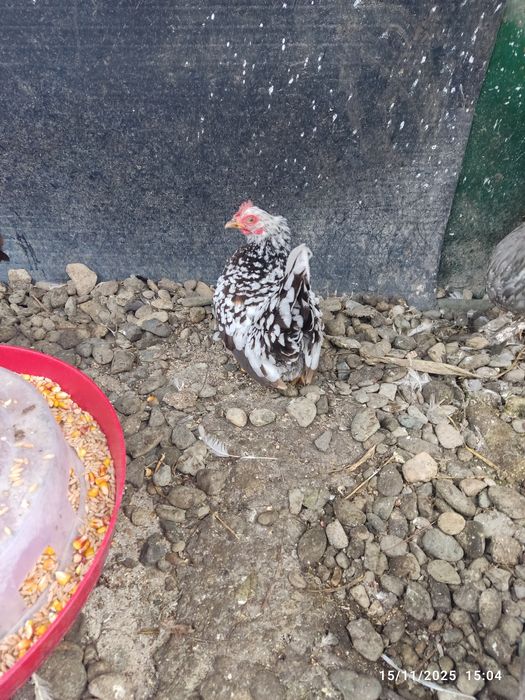 De vânzare o familie de chabo