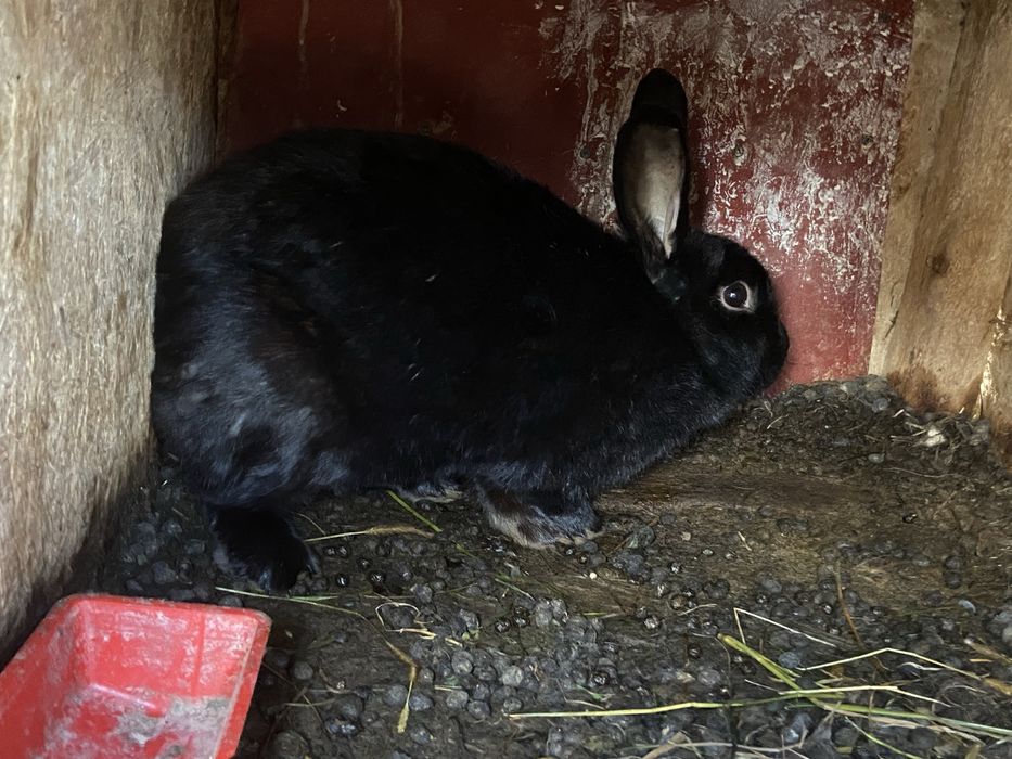 Iepurița de vânzare