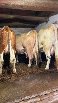 Vând 3 Vaci Baltate Românești Cu vitei