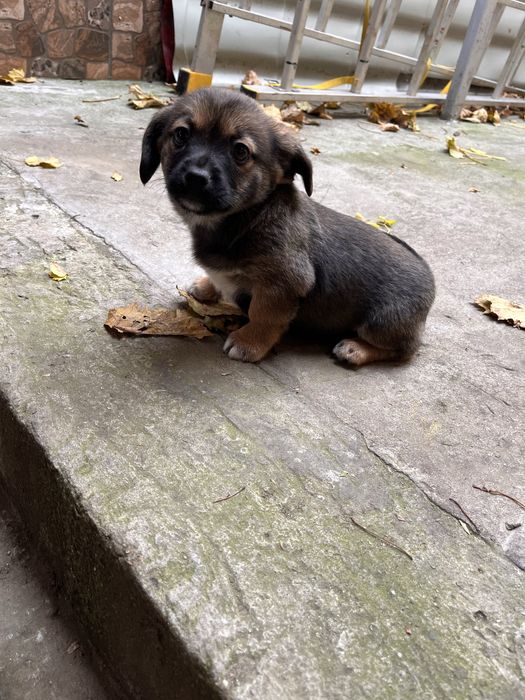 Ofer catei spre donatie, 2 luni, masculi, Ovidiu Constanta