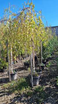 betula pendula youngii - catalpa bignonioides nana